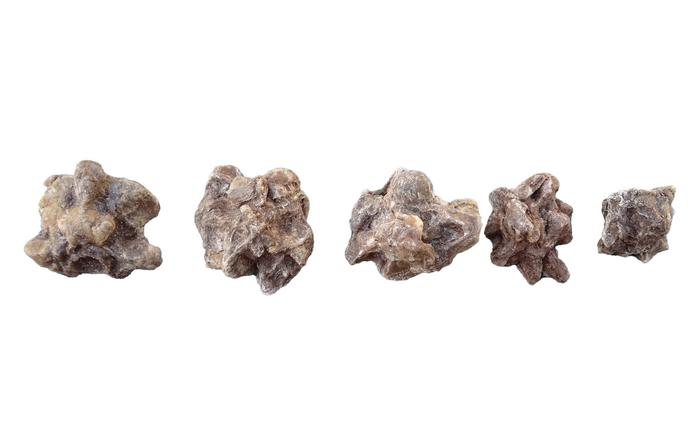 Fossil anaconda vertebrae, which make up the backbone