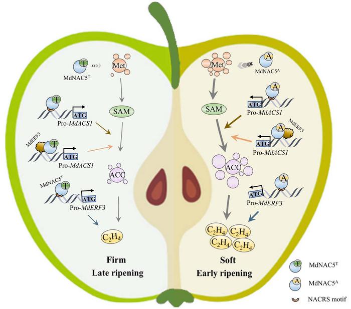 A model showing the roles of MdNAC5 alleles associated with fruit firmness and ripening variation in apple.