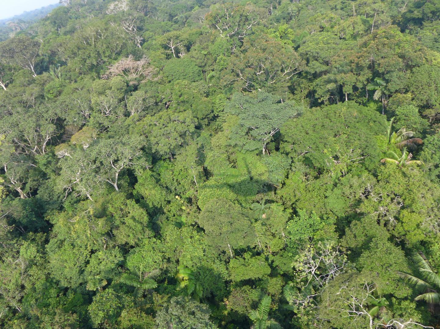 Rainforest