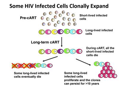 HIV Has Staying Power Because its Tactics Aren't Random (1 of 2)