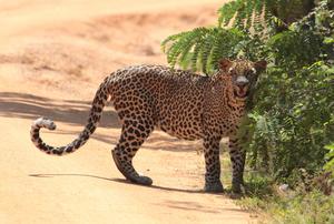 Leopard