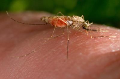Mosquito Biting Human