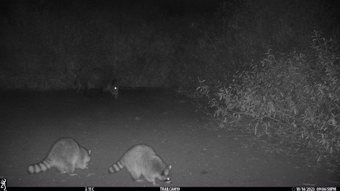 Invasive raccoons  are now well established across Europe