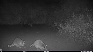 Invasive raccoons  are now well established across Europe