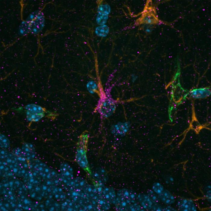 Astrocytes
