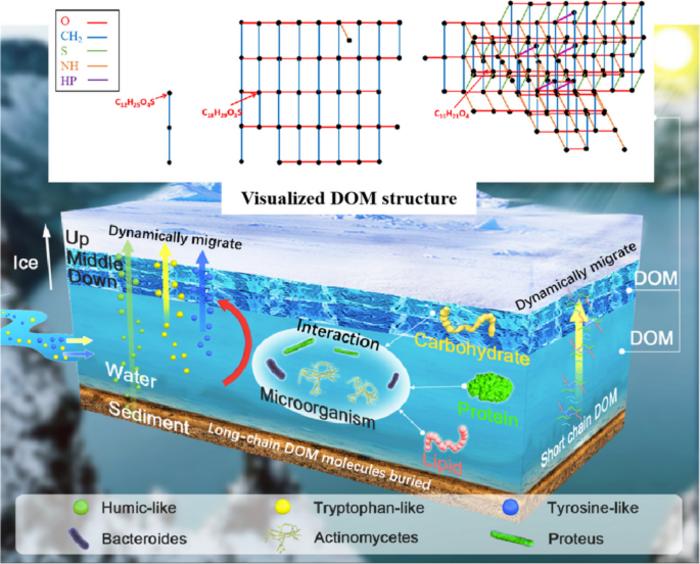 Eutrophication in cold-arid lakes: molecular characteristics and transformation mechanism of DOM under microbial action at the ice-water interface