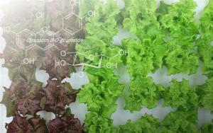 Genome-edited lettuce with modified flavonoid content