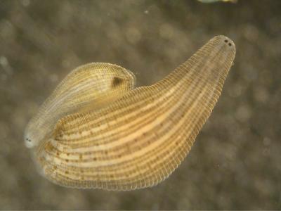 Owl Limpet