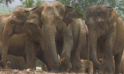 Asian Elephants