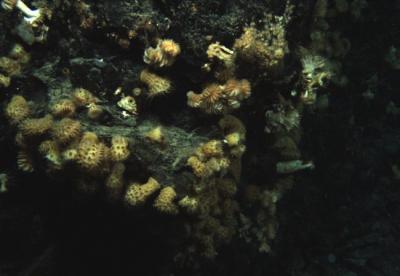 Coral and Anemones