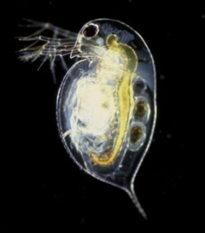 <i>Daphnia pulex</i>