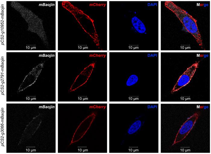 The Subcellular location of mHKs from Echinolittorina radiata