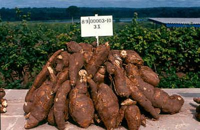 Improving Cassava