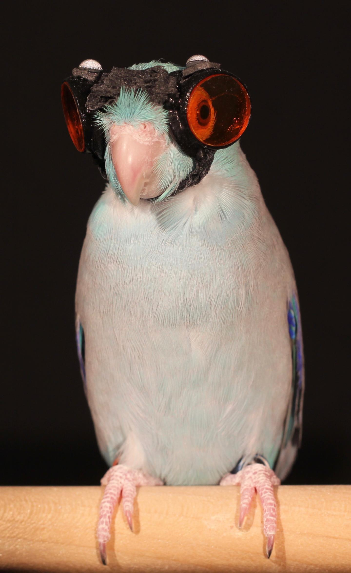 Bird Flight