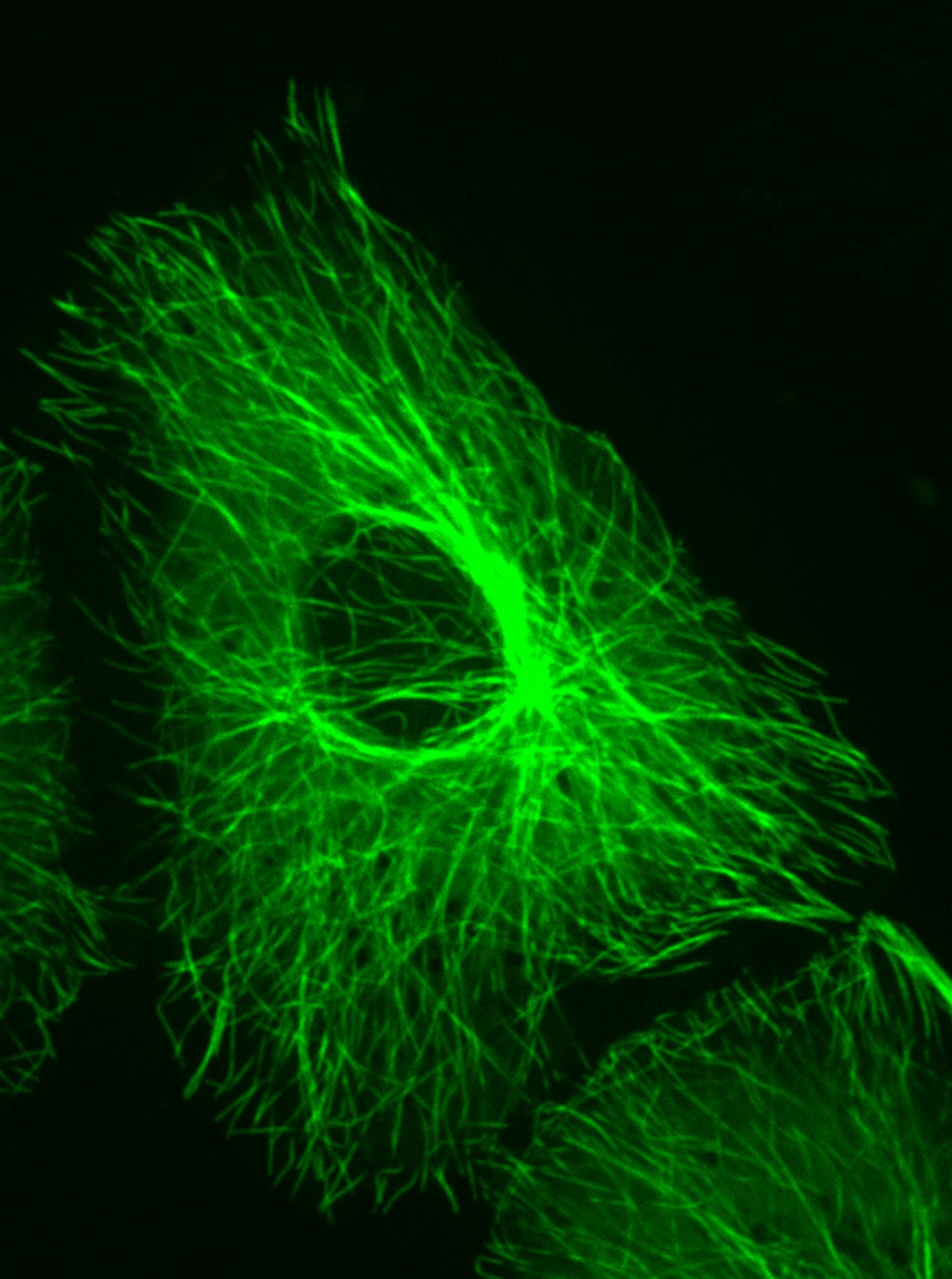 Microscope Mirror Microtubules