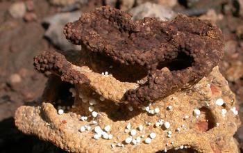 Termite 