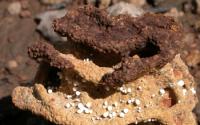 Termite 