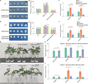 Regulatory effects of ApWRKY26 and ApERF4 on ApMYB2-mediated anthocyanin biosynthesis in A. palmatum.
