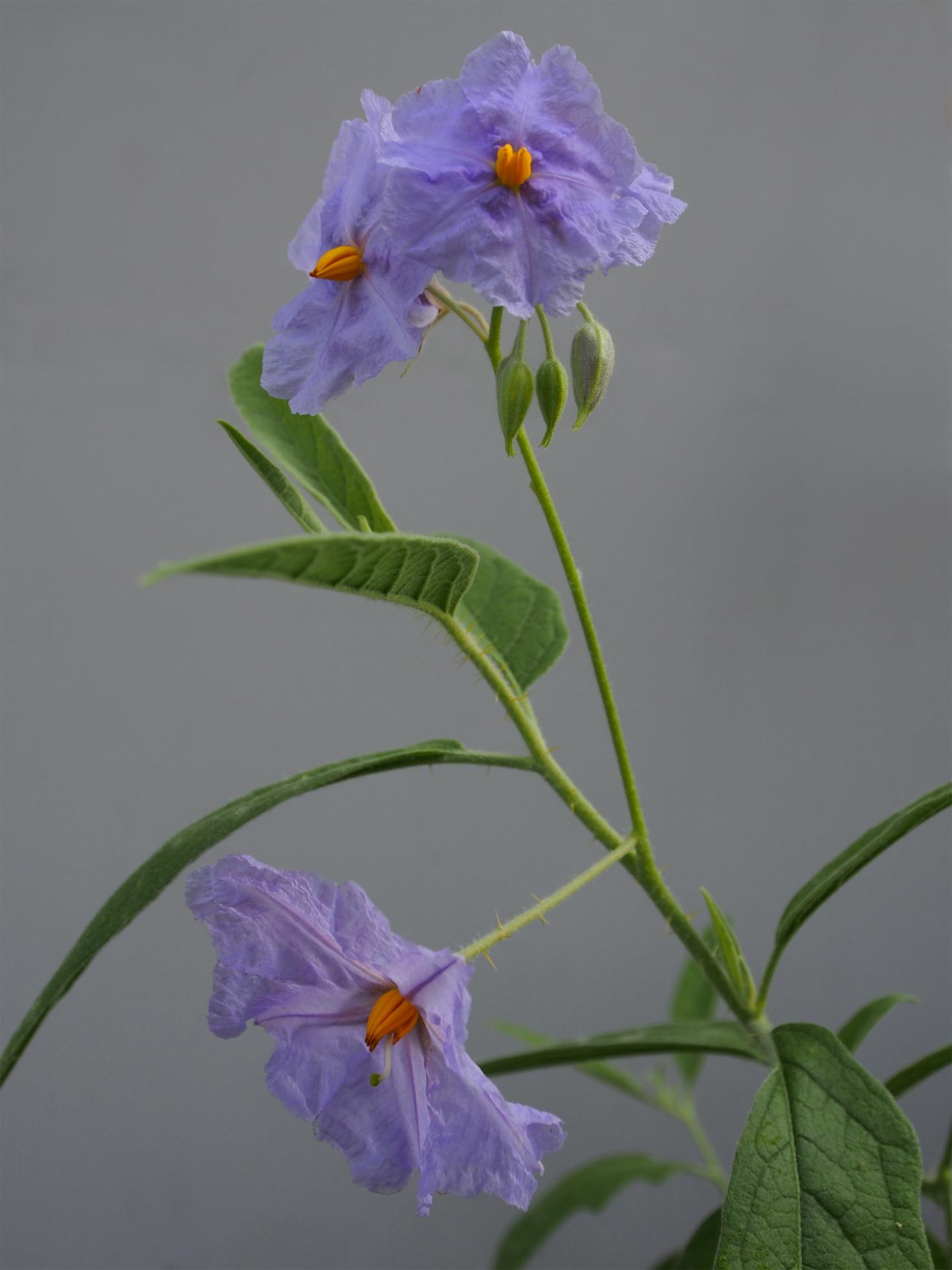 <I>Solanum watneyi</I> (1 of 2)