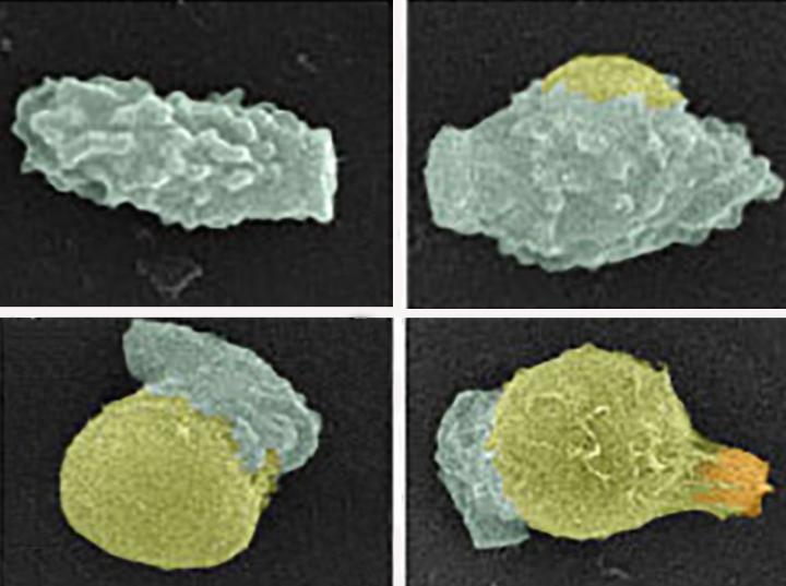 <i>Cryptococcus</i> Germination