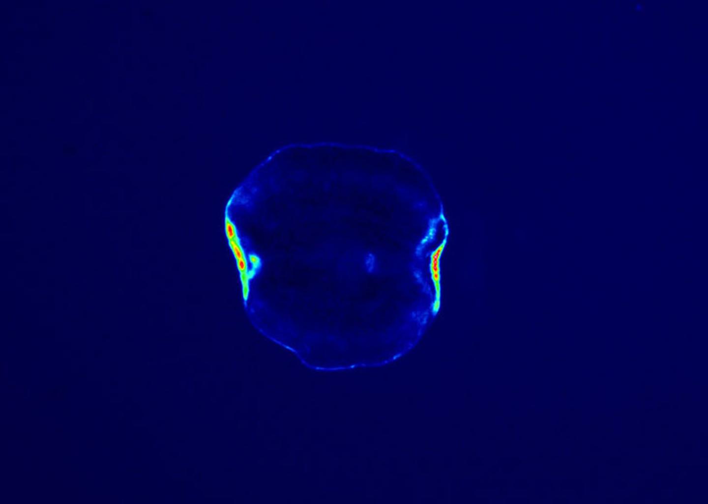In Living Flatworms, Static Weak Magnetic Fields Affect Cell Growth (5 of 7)