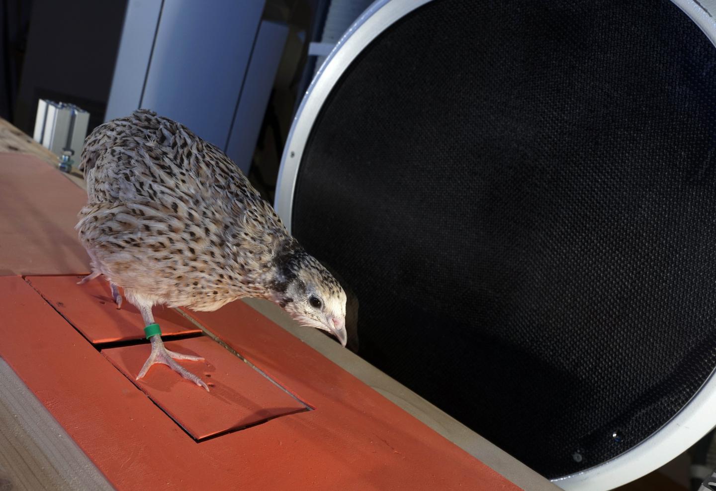 Walking Quail