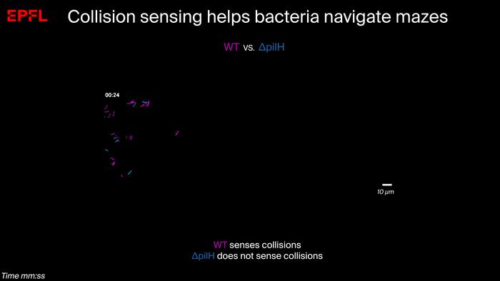 Competition between Pseudomonas aeruginosa wild-type (magenta) and the ∆pilH mutant (blue)