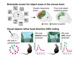 Visual objects sharpen the representation of head direction