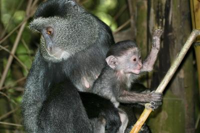 Blue Monkey