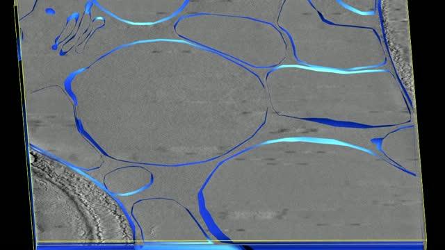Membrane-bound organelles