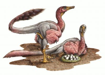 Reconstruction of <I>Bonapartenykus</I>