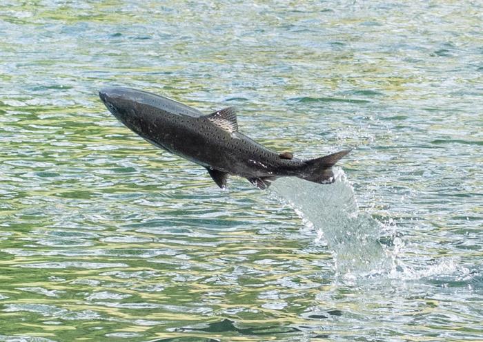 A salmon leaps into the air
