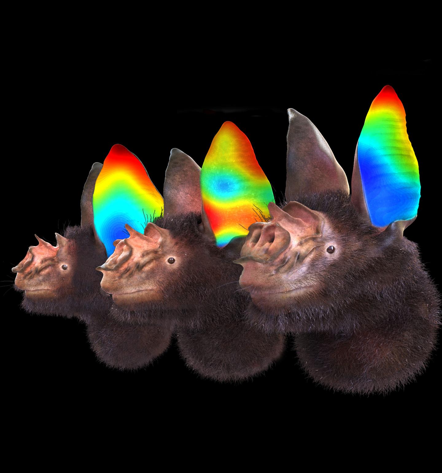 Great Roundleaf Bat (<em>Hipposideros armiger</em>)