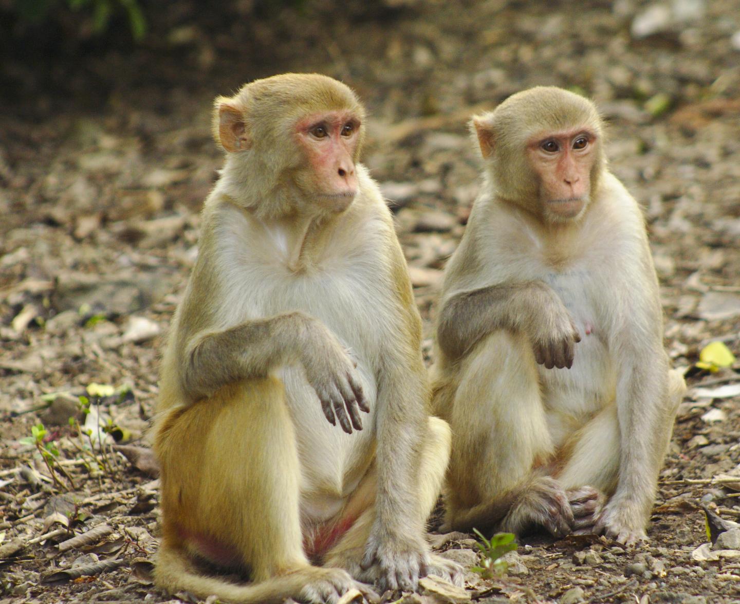 Social Status Affects the Immune System of Macaques
