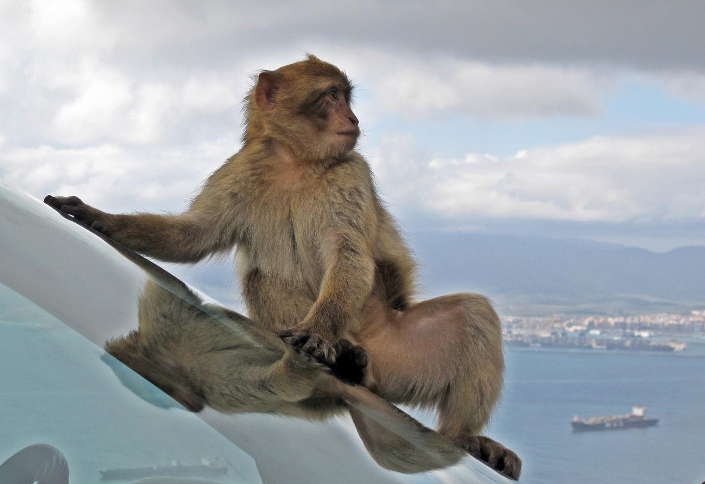 Macaque Monkey