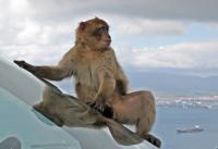 Macaque Monkey