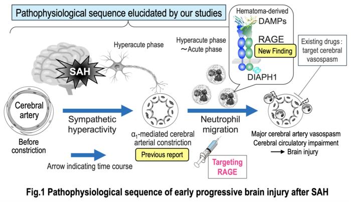 Figure 1. Pathophysiological sequence of early progressive brain injury after SAH