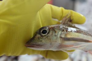 Grey gurnard (Eutrigla gurnardus)
