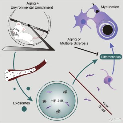 Process of Exosome Myelination