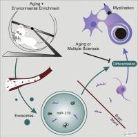 Process of Exosome Myelination