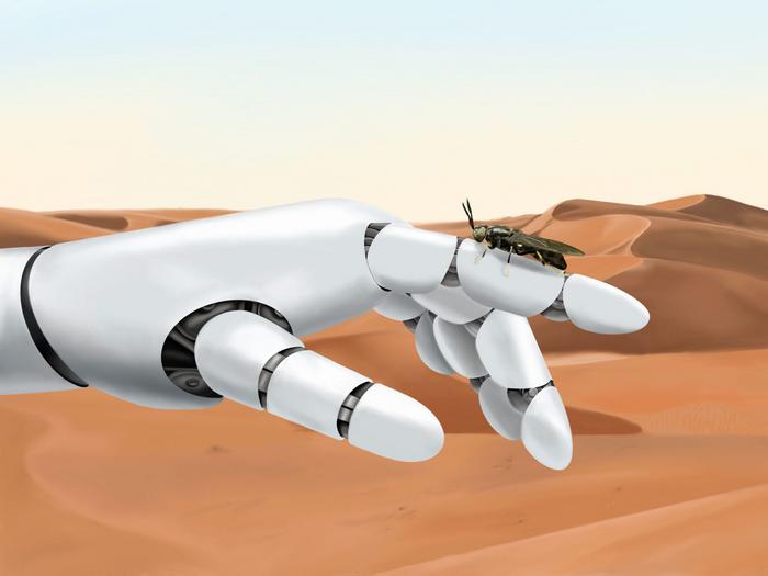 Robotics and black solider fly