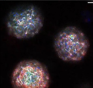 Brainy Networks in 3D