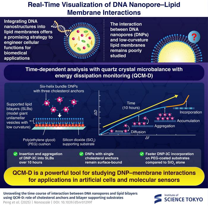 Real-time visualization of DNA nanopore–lipid membrane interactions.