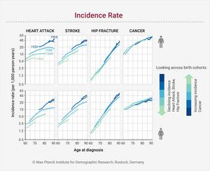 Age-specific incidence rates (logarithmic scale) of heart attack, stroke, hip fracture, and cancer
