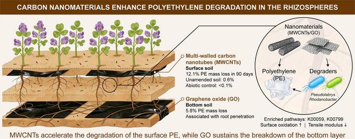 Carbon nanomaterials enhance polyethylene degradation in the rhizosphere.