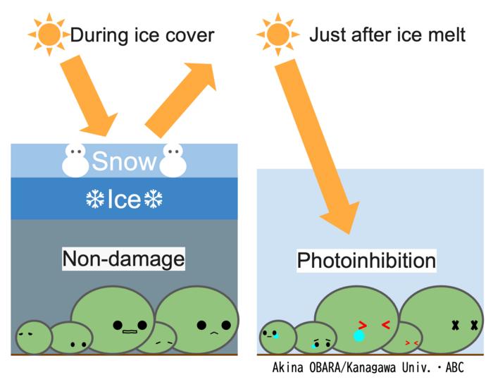 Photoinhibition and Recovery in Lake Akan Marimo