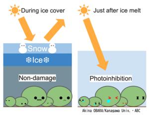 Photoinhibition and Recovery in Lake Akan Marimo