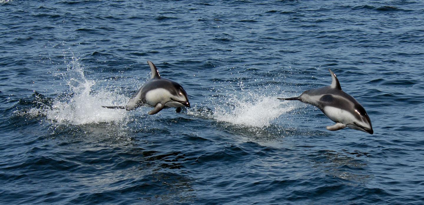 Dolphin