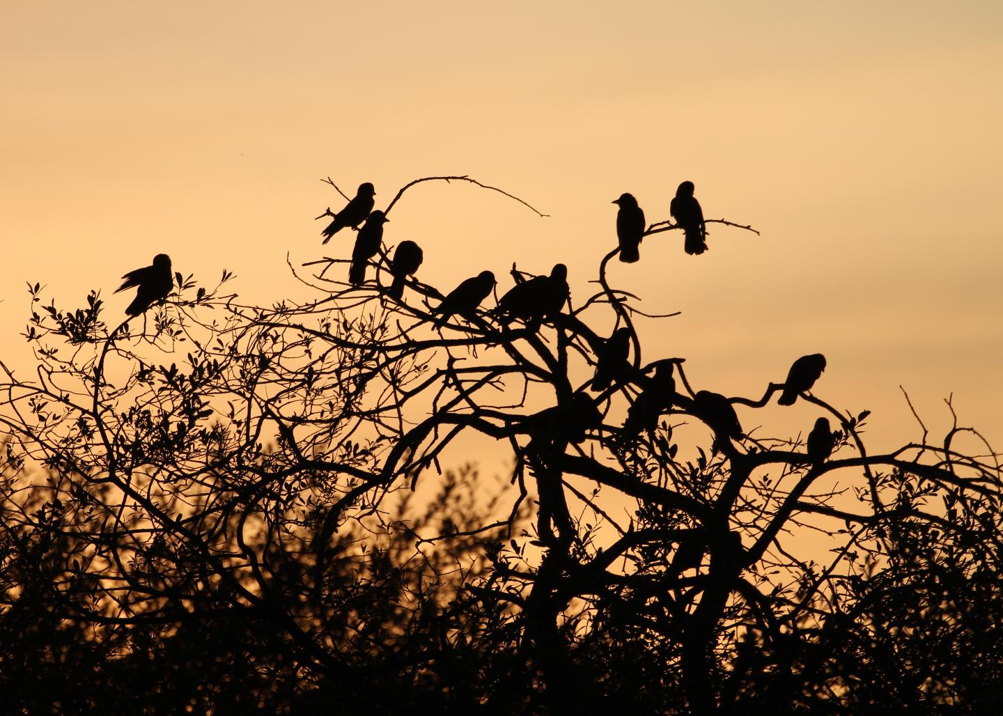 Jackdaws