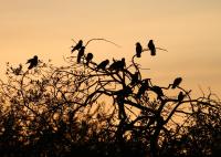 Jackdaws